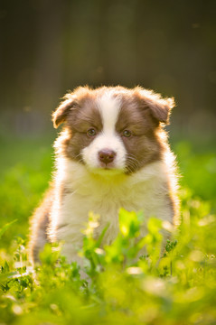 邊境牧羊犬