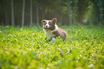 邊境牧羊犬