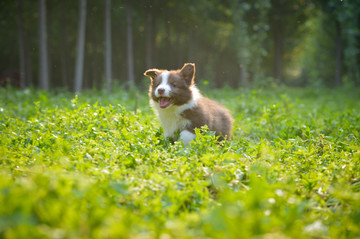 边境牧羊犬