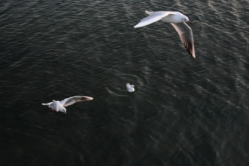 展翅的海鸥