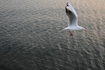 展翅的海鸥