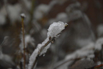 树枝冰雪世界