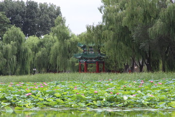 圆明园荷花