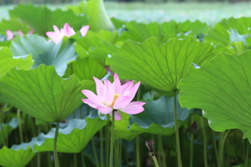 圓明園荷花