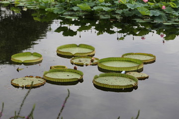 圓明園睡蓮