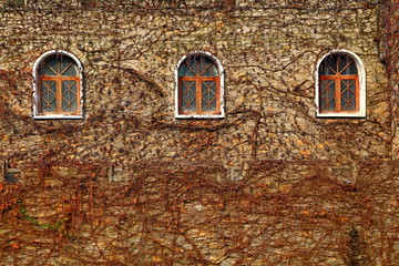 古堡 窗户 枯藤