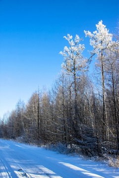 冰雪森林