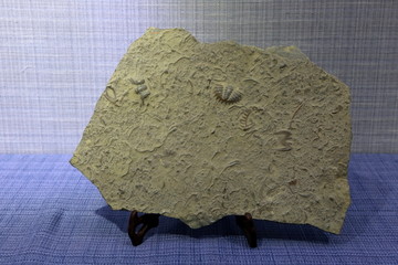 古代三葉蟲化化石擺件