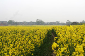 油菜花 农田