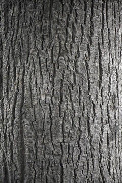 树皮木纹纹理