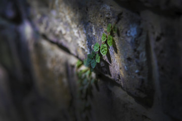 城墙上的植物