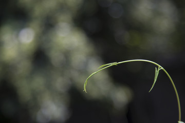 幼芽