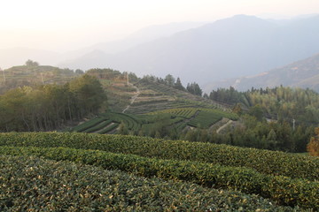 茶园风景