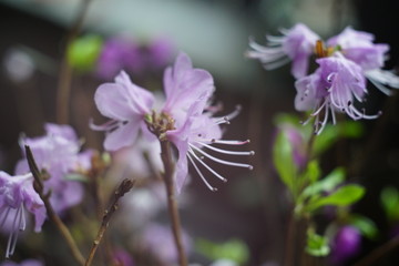 杜鹃花