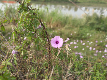 牵牛花