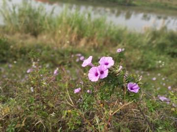 牵牛花