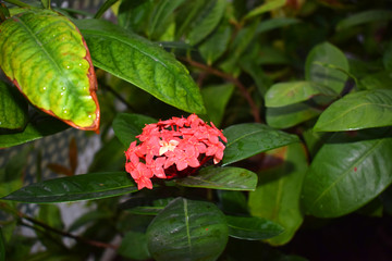 花 红花 万绿丛中一点红