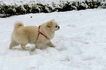 小犬踏雪