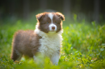 边境牧羊犬