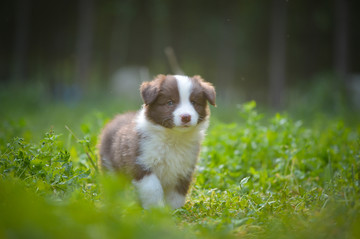 边境牧羊犬