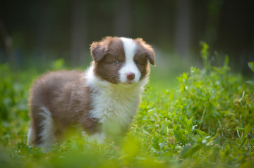 边境牧羊犬