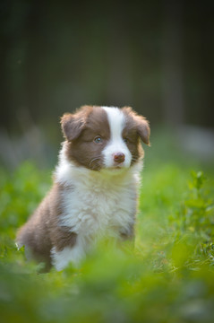 边境牧羊犬