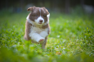 边境牧羊犬