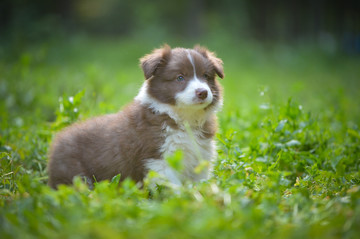 边境牧羊犬