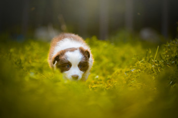 边境牧羊犬