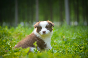 边境牧羊犬