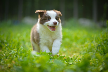 边境牧羊犬