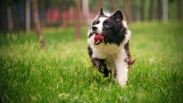 边境牧羊犬