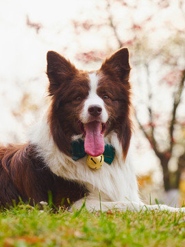 边境牧羊犬