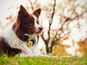 边境牧羊犬