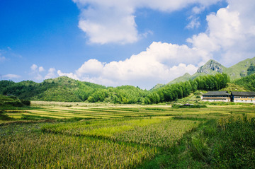 田园秋色