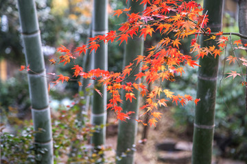 红叶 竹林