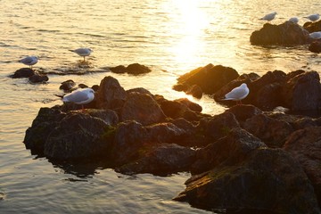 湿地海鸟