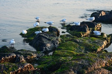 海鸥