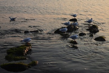 海岸白鸥