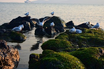 海鸥