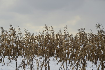 雪后的农田景色