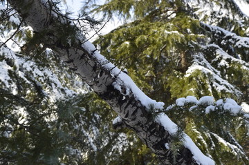 雪后森林景色