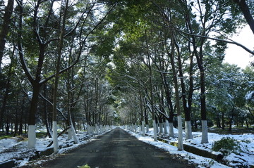 雪后的林荫小道