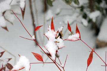 雪中红枝