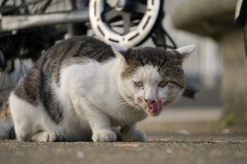 小猫进食