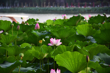 后海荷花