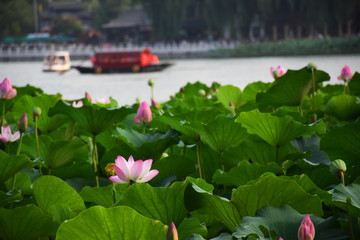 后海荷花