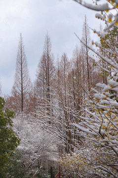 雪压树林