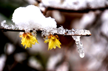 傲雪腊梅