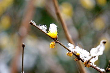 梅枝傲雪